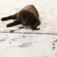 carpet cleaning in brooklyn, carpet cleaning in new york, carpet cleaning brooklyn, carpet cleaners in brooklyn, carpet cleaners in new york, commercial carpet cleaning, commercial carpet cleaning in brooklyn, brooklyn rug cleaners, rug cleaning services in brooklyn, same day carpet cleaning, same day rug cleaning